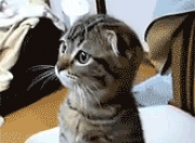 爱游戏体育-保罗终场绝杀！热火惊险逆转黄蜂，关键先生再显英雄本色